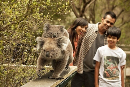 Phillip Island Tour - Koala's, Wallabies & Little Penguins.