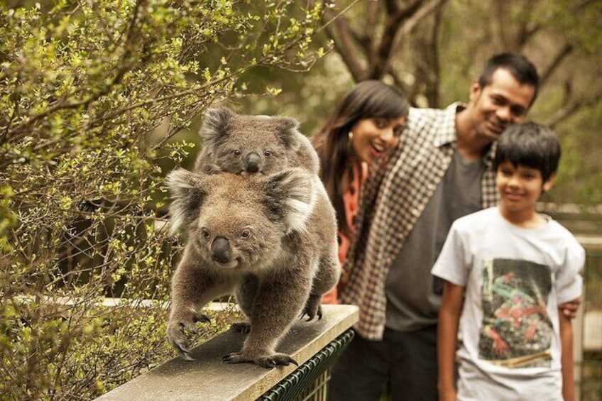 Phillip Island Nature Parks - Koala Conservation Reserve.