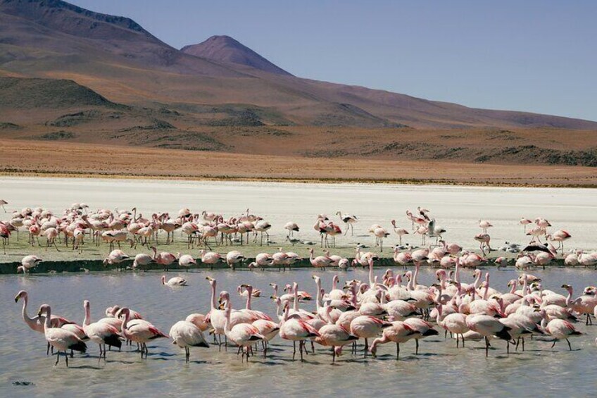 Private Tour Salar de Uyuni from La Paz to Atacama Chile by Plane