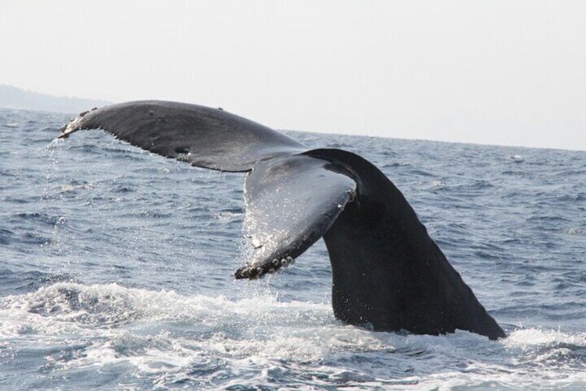 Whale Watching in Okinawa