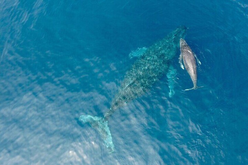 Whale Watching in Okinawa