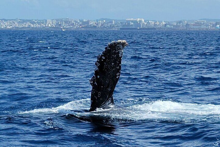 Whale Watching in Okinawa