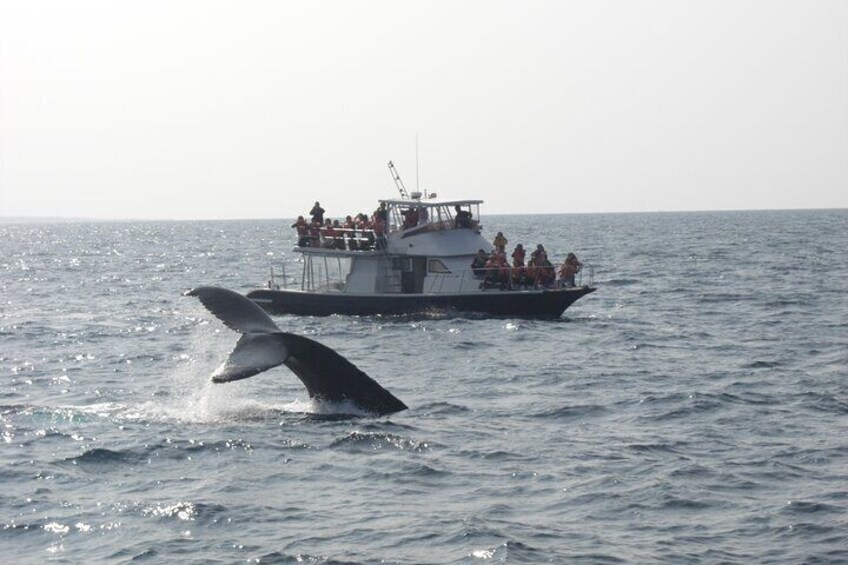 Whale Watching in Okinawa