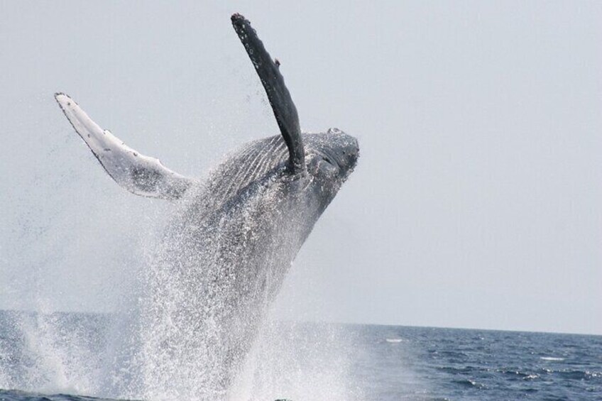 Whale Watching in Okinawa