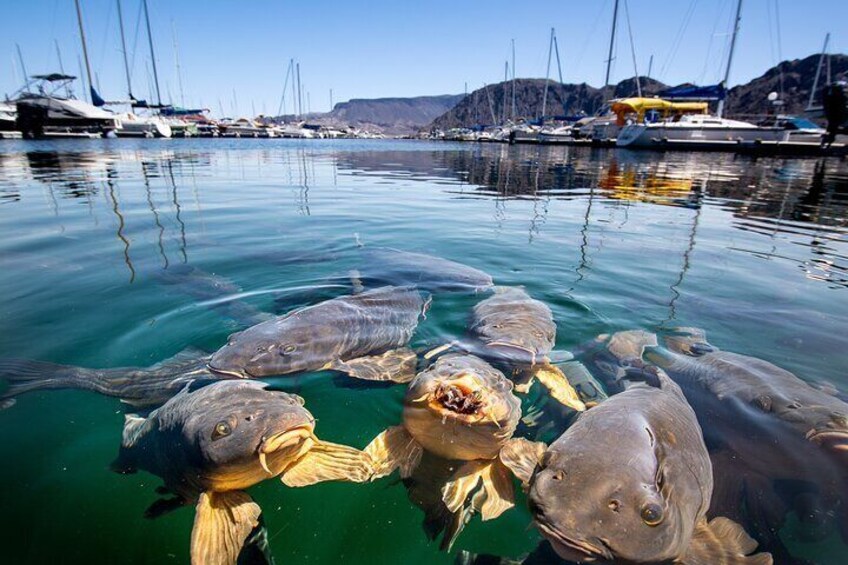 From Las Vegas Lake Mead Wildlife and Seven Magic Mountains