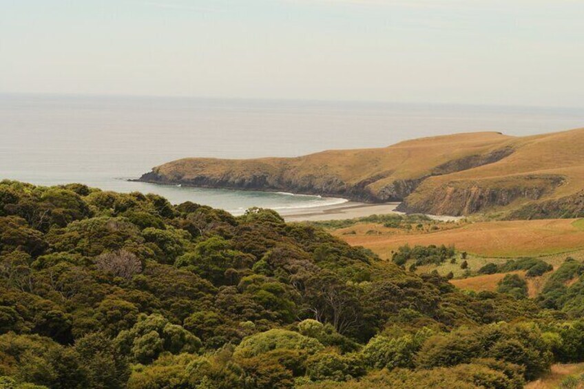 Wildlife and Penguin Tour