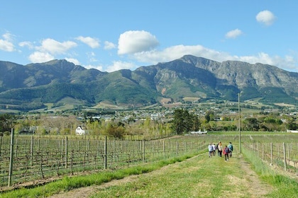 Passeggiata del vino Franschhoek con pranzo