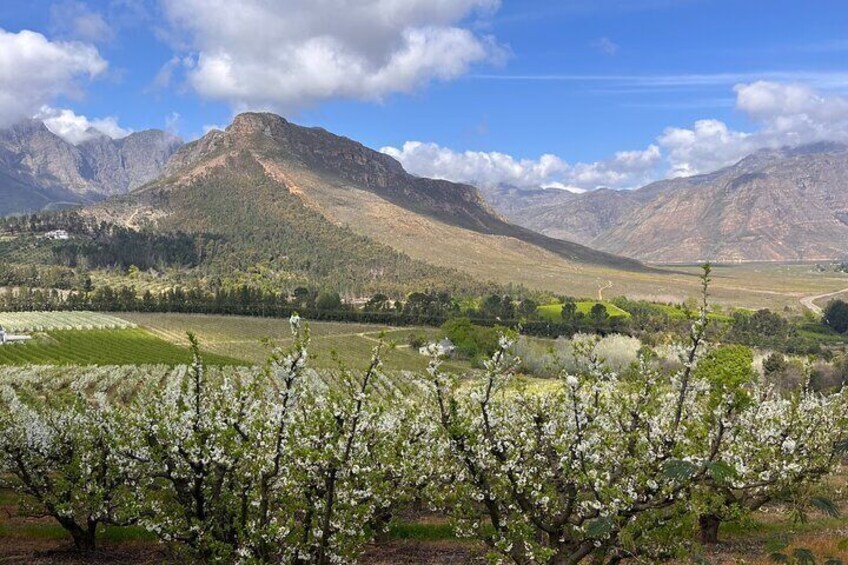 Franschhoek Wine Walk with Lunch