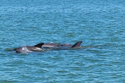 Fort Myers Beach Sightseeing with Shark Teeth and Shelling Tour