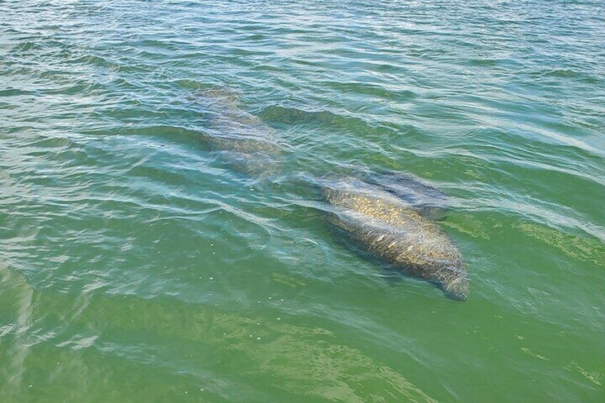 Fort Myers Beach Sightseeing with Shark Teeth and Shelling Tour