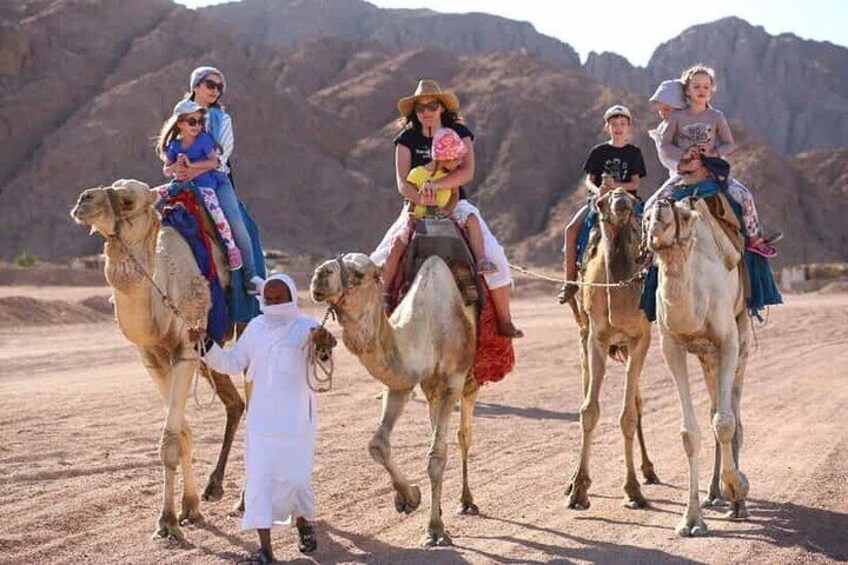 Hurghada: Stargazing by ATV, Camel, Horse, Dinner & Show