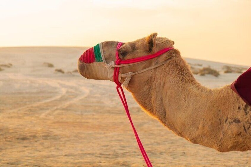 Hurghada: Stargazing by ATV, Camel, Horse, Dinner & Show