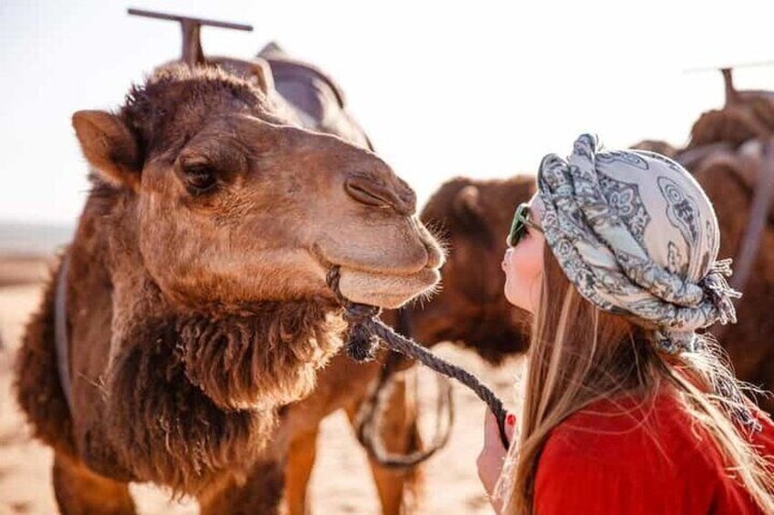 Hurghada: Stargazing by ATV, Camel, Horse, Dinner & Show