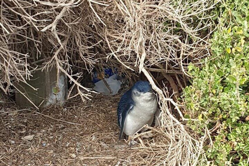 Little Penguin