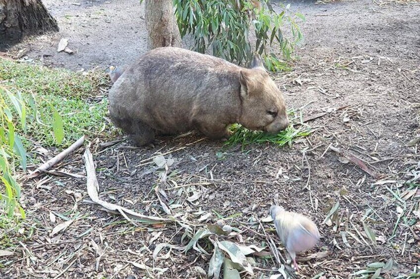 Wombat