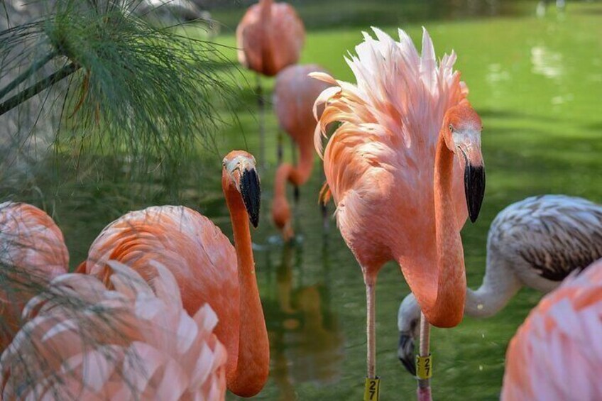 Tour Africam Safari in Puebla