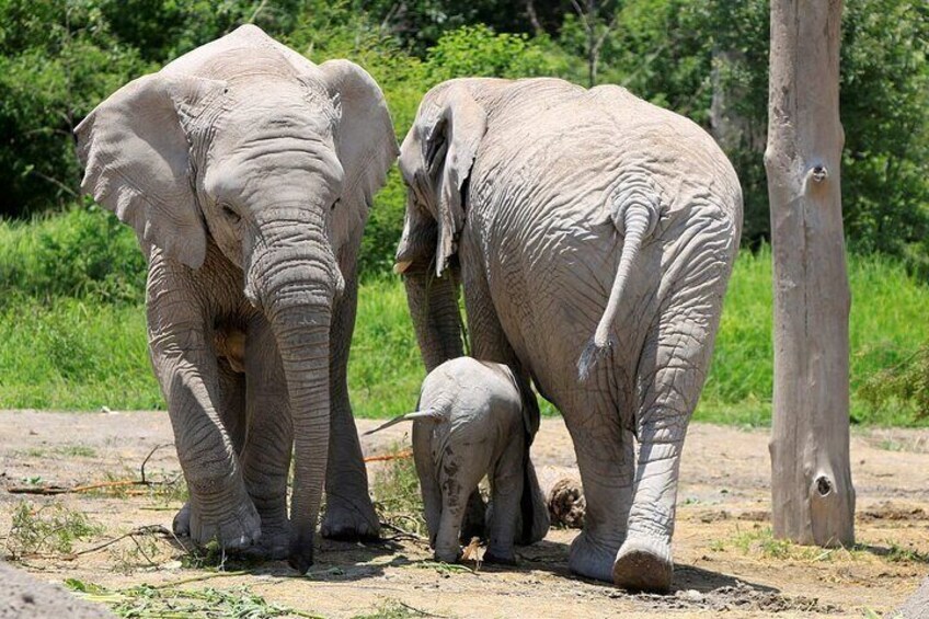 Tour Africam Safari in Puebla