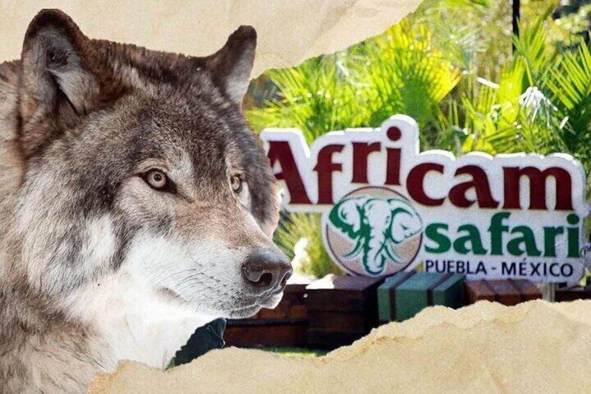 Tour Africam Safari in Puebla