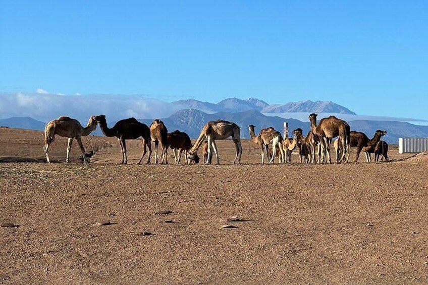 3 Day Trip to Marrakech with Licensed Guide 