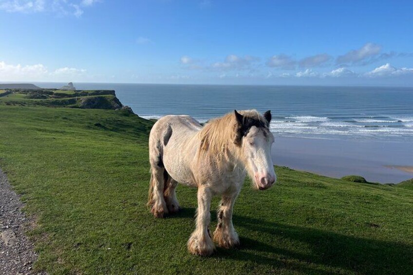 From Cardiff: Gower Peninsula, Finest Cliffs of South Wales