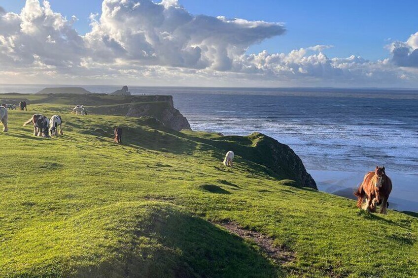 From Cardiff: Gower Peninsula, Finest Cliffs of South Wales