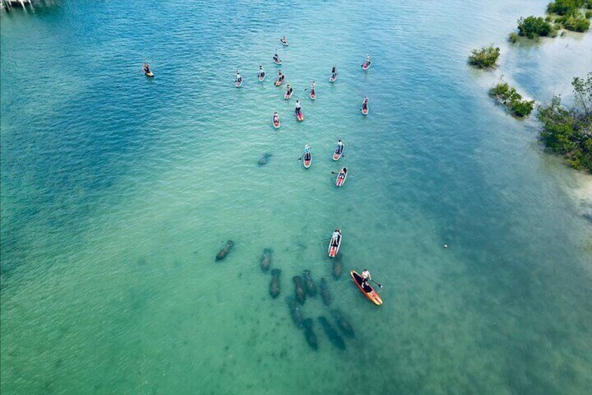 Great arial shot of 12 manatees moving by. 