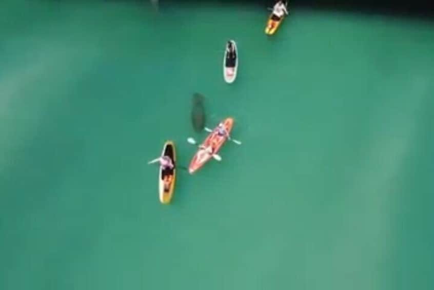 Dolphin, Manatee and Sea Turtle Adventure Tour
