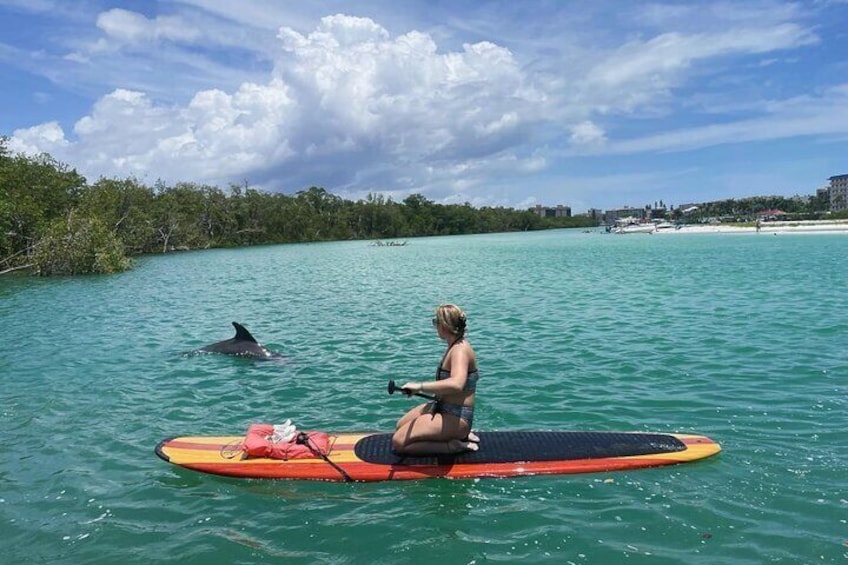 Dolphin, Manatee and Sea Turtle Adventure Tour