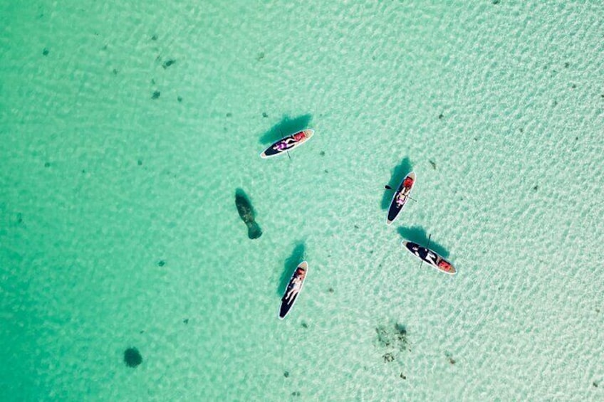 Dolphin, Manatee and Sea Turtle Adventure Tour