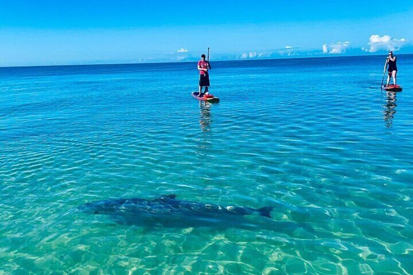 Another Beautiful Day with Dolphins in the crystal clear water!