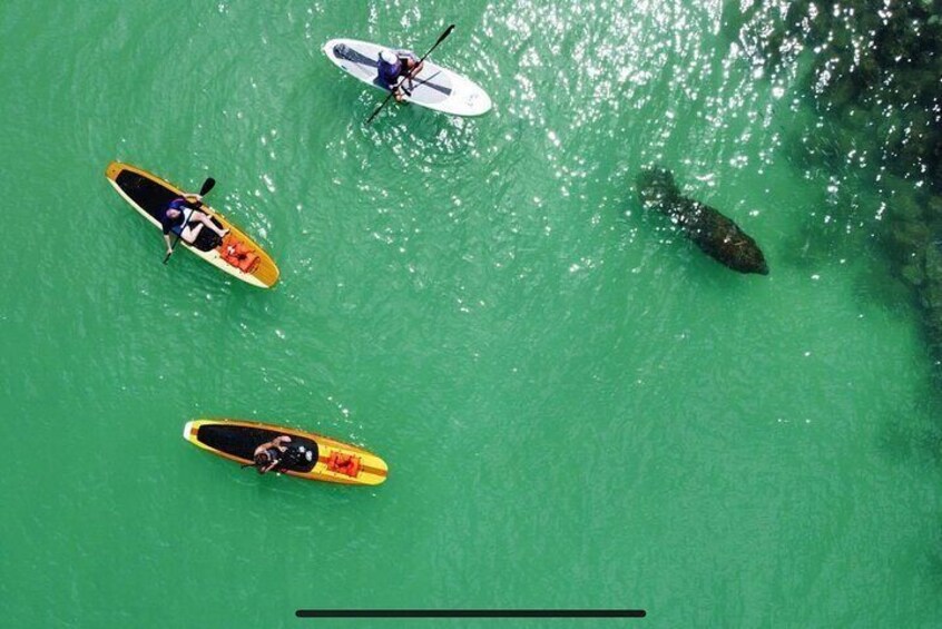 Dolphin, Manatee and Sea Turtle Adventure Tour