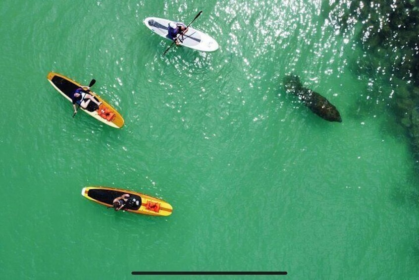Dolphin, Manatee and Sea Turtle Adventure Tour