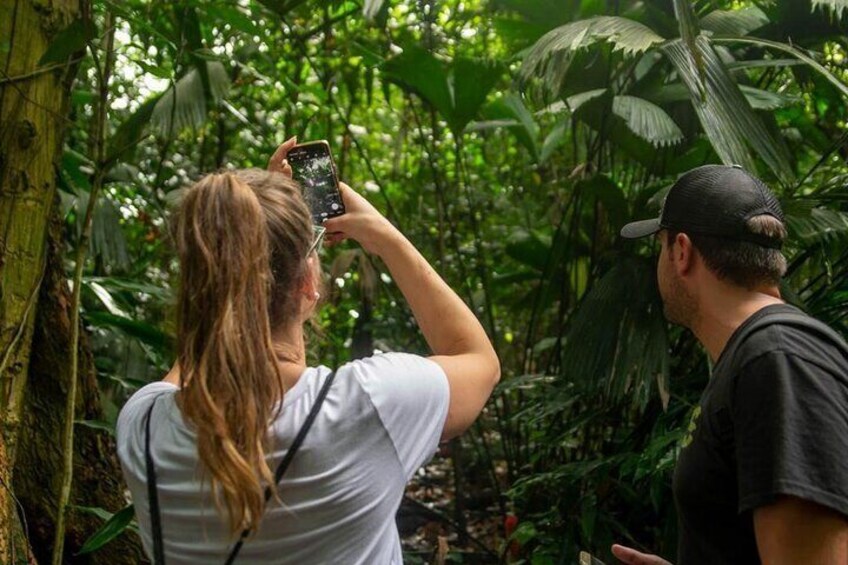 Zipline adventure & Rainforest Hanging Bridges-Skywalk