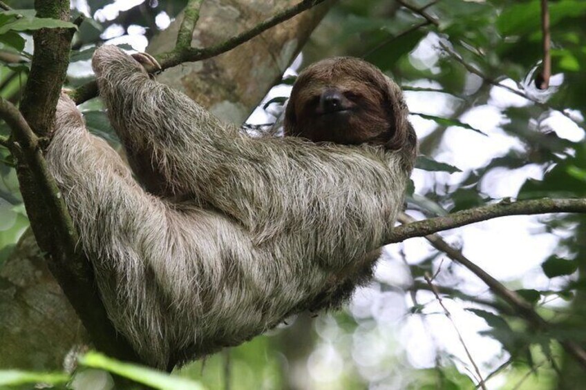 Private Sloth Bear Watching and Tubing Tour in Rio Celeste