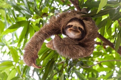 Private Sloth Bear Watching and Tubing Tour in Rio Celeste