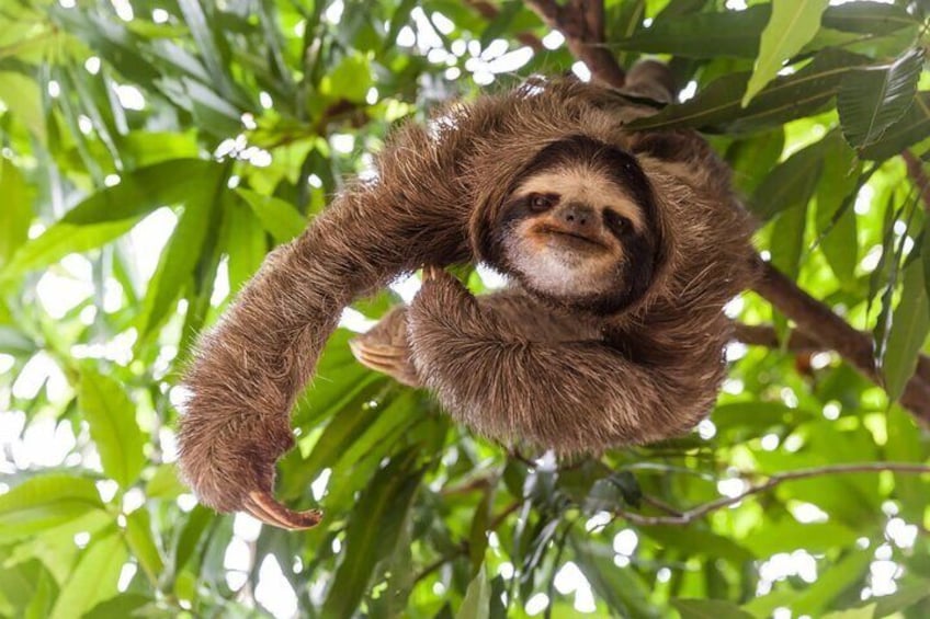 Private Sloth Bear Watching and Tubing Tour in Rio Celeste