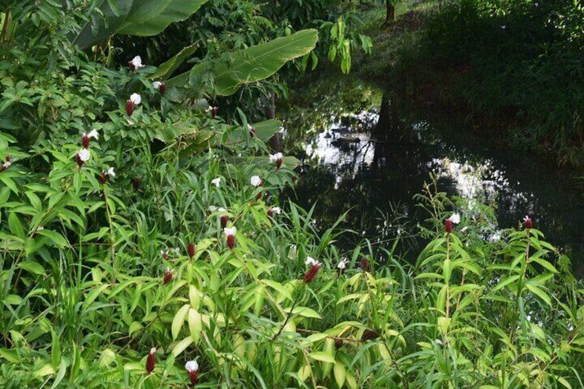 Flora of the area