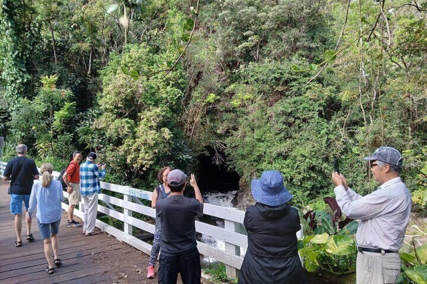 You can stand on a old wooden bridge to take pictures of the river and the lush jungle!