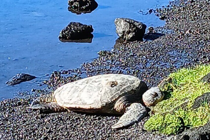 I will look for turtles for you to get your picture with. 