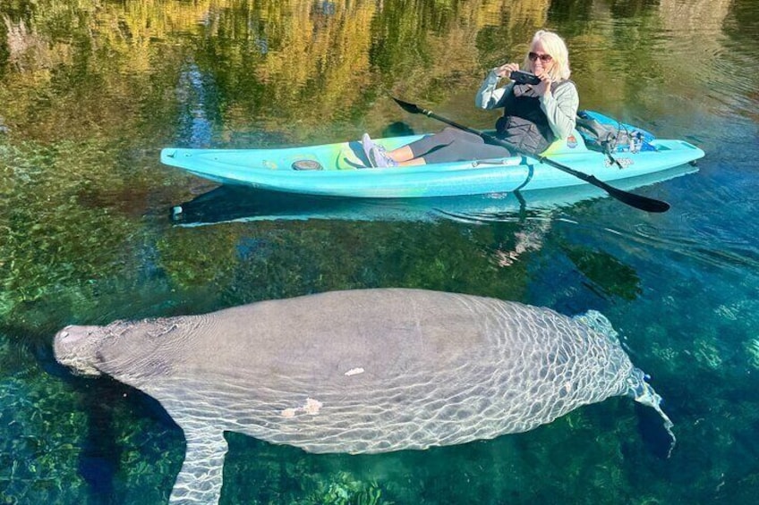 Silver Springs Premium Florida Manatee & Wildlife Experience