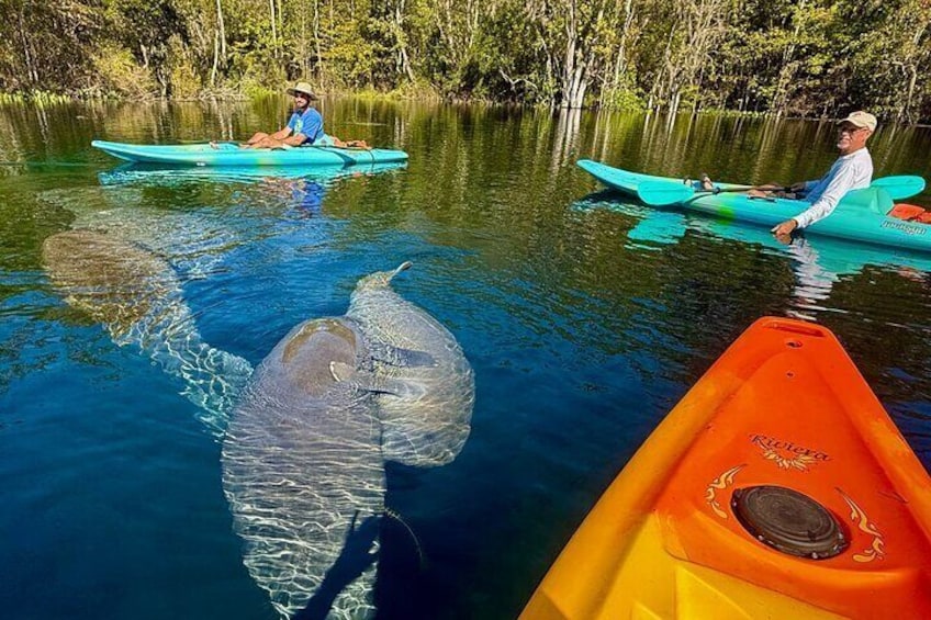 Silver Springs Real Florida Wildlife Experience