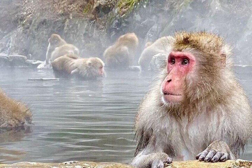 Snow Monkey Park