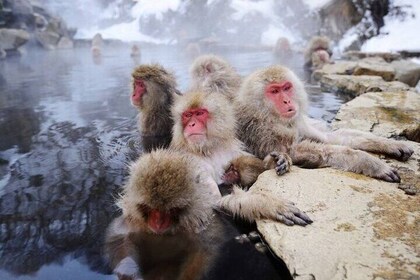 Snow Monkeys Sake Tasting Zenko-ji and Monzen Terrace Lunch