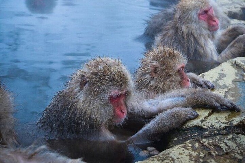 Snow Monkey Park