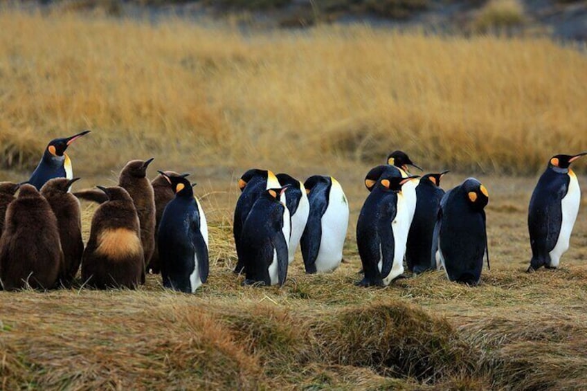 King Penguin and Tierra del Fuego Full Day Tour