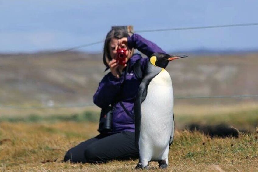 King Penguin and Tierra del Fuego Full Day Tour