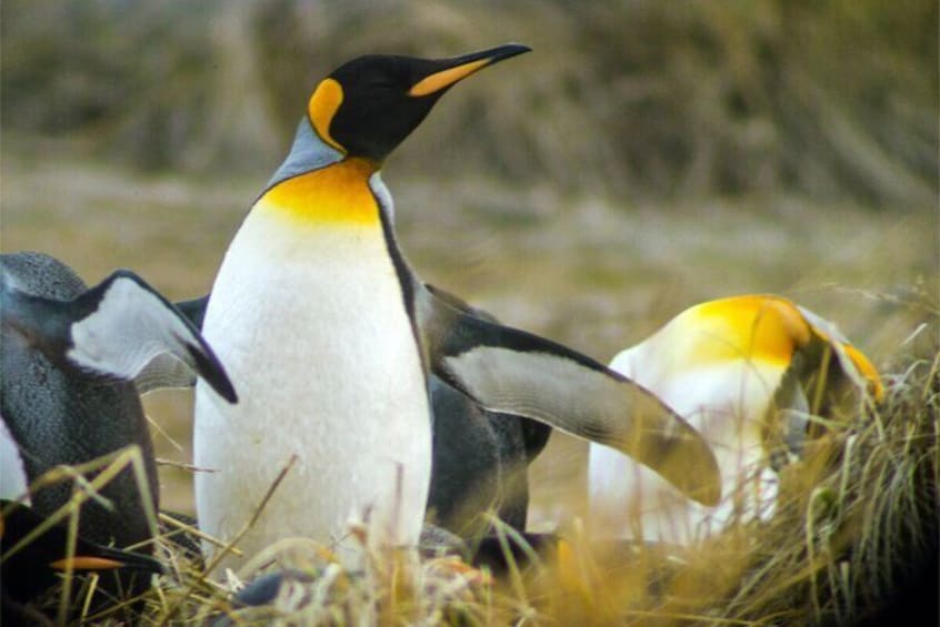 King Penguin and Tierra del Fuego Full Day Tour