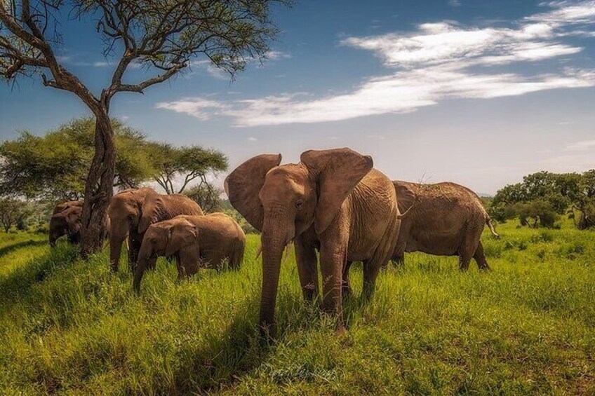 Tanzania Wildlife Safari and Kilimanjaro Trekking Experience