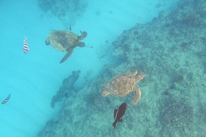 Turtle Snorkeling and Dole Plantation Guided Tour In Oahu