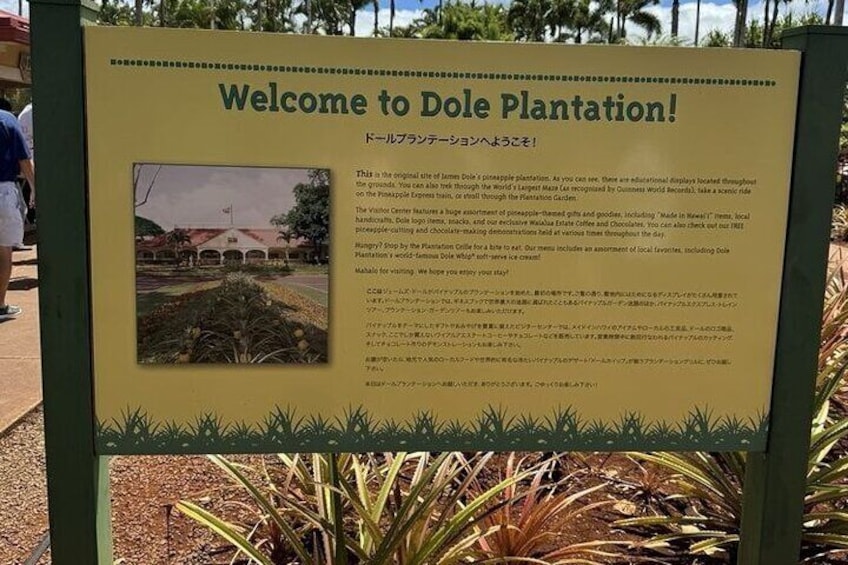 Turtle Snorkeling and Dole Plantation Guided Tour In Oahu